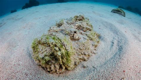 Stonefish - Australian Geographic