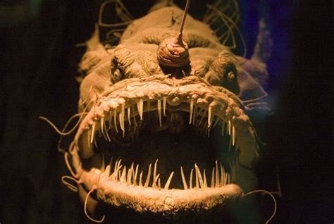 Angler Fish Facts For Kids - Unique Fish Photo