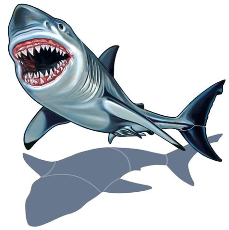 Great White Shark Outline Drawing | Free download on ClipArtMag