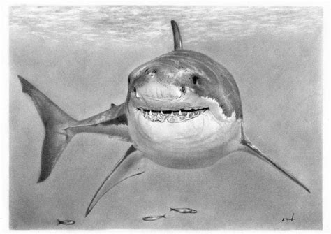 Shark Pencil Drawing: A Step-by-Step Guide to Capturing the Essence of the Ocean's Predators