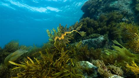 Leafy Seadragon | Great Southern Reef