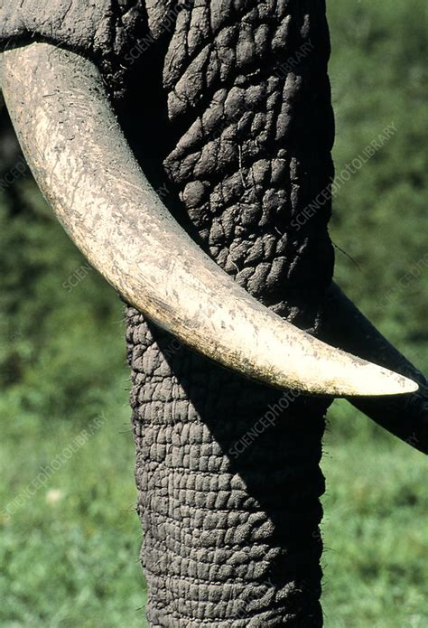 African elephant tusk - Stock Image - Z941/0054 - Science Photo Library