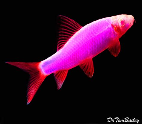 Premium Galactic Very-Purple GloFish Rainbow Shark, Size: 2" to 2.5"