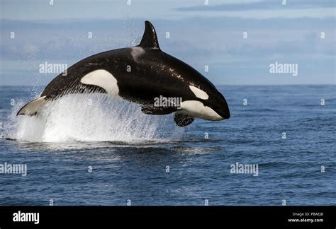 Orca (Orcinus orca) breaching whilst hunting Common dolphin, False Bay ...