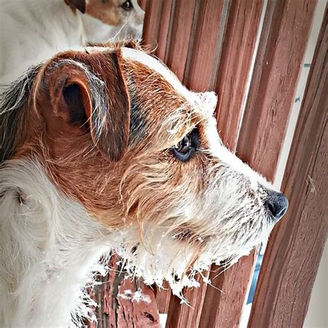 Snowy Beard | My Jack Russell Terrier, Stokes, with a snowy … | Flickr