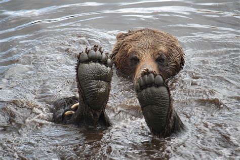 Grizzly bear playing in the river : r/pics