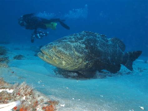 Goliath Grouper Pictures - AZ Animals