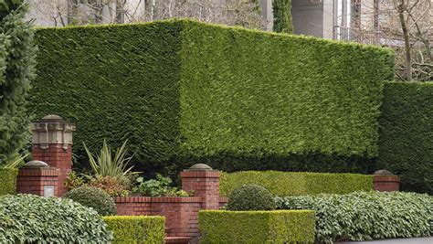 22 of the Best Evergreen Shrubs for Privacy (All Zones)