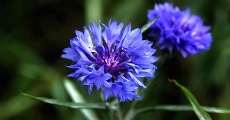 How to Grow Bachelor’s Button (Cornflower) | Gardener’s Path