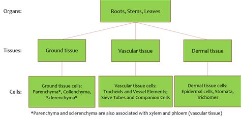 plant organ tissue cell type organization | Organismal Biology