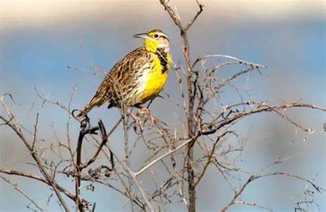 Meadowlark - Description, Habitat, Image, Diet, and Interesting Facts