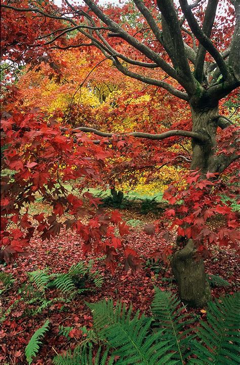 Winkworth Arboretum, in Surrey, England, is best known for its displays of stunning autumn ...