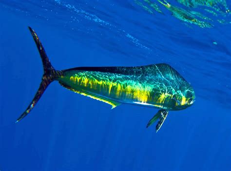 Mahi-Mahi Fish: Habitat, Diet, Life Cycle, and Facts - FishOnTips