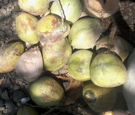 KARAKTERISTIK DARI BUAH KELAPA TUA - SANG PETANI