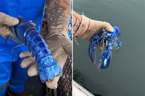 Incredibly Rare Blue Lobster Caught by Maine Fisherman: 'One in 2 Million'