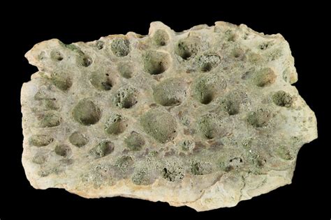 1.7" Fossil Crocodile Dermal Scute - Lance Creek Formation, Wyoming (#148815) For Sale ...