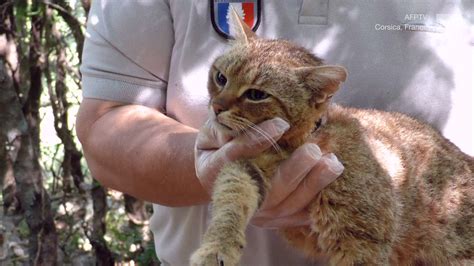 Government Confirms ‘Fox-Cat’ Existence - Videos from The Weather Channel