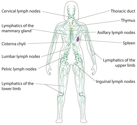 Groin Lymph Nodes Women