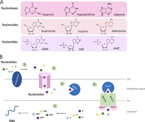 (A) Two-dimensional structures of nucleobases, nucleosides, and... | Download Scientific Diagram