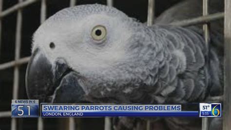 Swearing parrots causing problems | WLNS 6 News