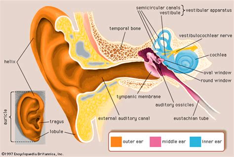 Human ear - Inner ear | Britannica