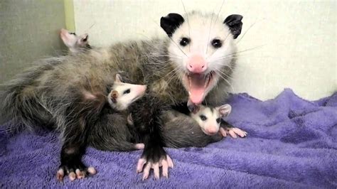 Mother Opossum and Babies 2 - YouTube