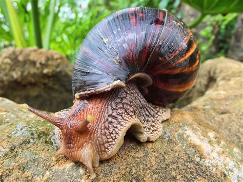 File:Giant African Land Snail.jpg - Wikimedia Commons