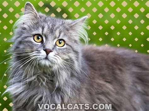 Maine Coon Tabby Mix: Complete Guide - Vocal Cats