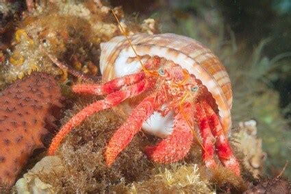 Finding Shells for Hermit Crabs (with Size Chart + Measurements)