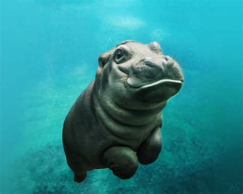 Hippo Wallpapers - Wallpaper Cave