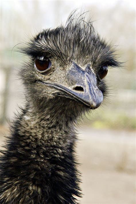 Emu - Korkeasaari | Australian native animals, Australian animals, Australia animals