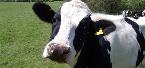 Cow Mooing Sound | Free Sound Effects | Animal Sounds