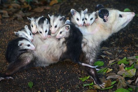 Ion Moe | North american animals, Baby possum, Cute animals