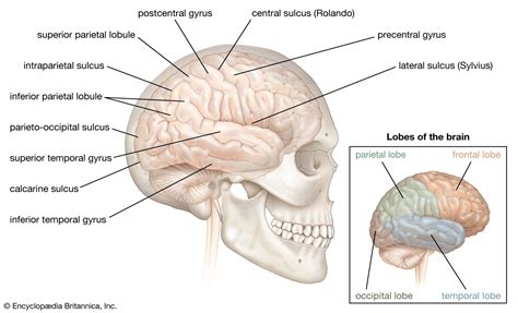 Brain | Definition, Parts, Functions, & Facts | Britannica