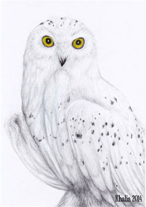 Snowy Owl Drawing by KhaliaArt on DeviantArt