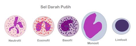 Sel darah putih yang bergranula terdiri atas 2021