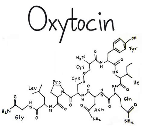 Thing you should know about the hormone oxytocin