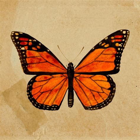 Monarch Butterfly – Spiritual Meaning & Symbolism - SESO OPEN