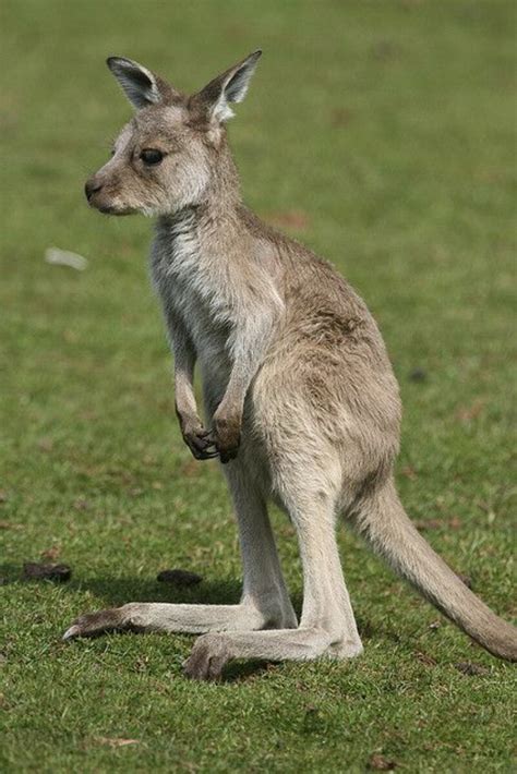 Animals Beautiful Australia Kangaroo Wallpapers