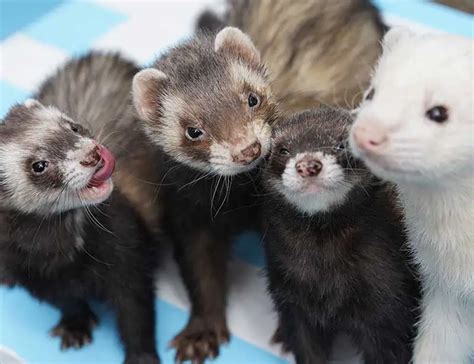 20 Ferret Facts Exploring the World Of These Playful Creatures