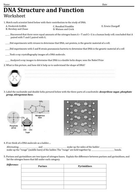 DNA Replication Transcription Translation Worksheet | Dna ...