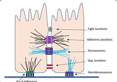 Types Of Animal Cell Junctions : PPT - Chapter 19 Cell Junctions, Cell Adhesion, and the ...