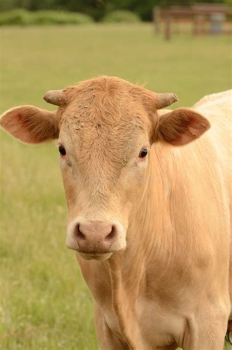 Brangus Cattle Breeding stock photo. Image of livestock - 39032046