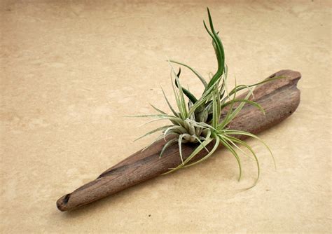 Air Plants on Driftwood: Mounted Tillandsias on by Plantzilla