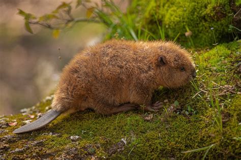 Baby beaver by Janyne Ryan - Procyon Wildlife