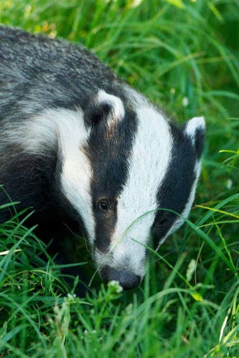 Badger - British Wildlife Centre