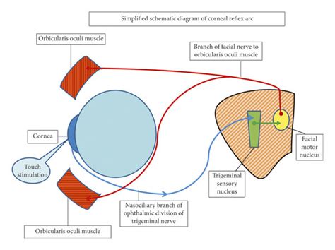 Corneal Reflex Pathway Flowchart