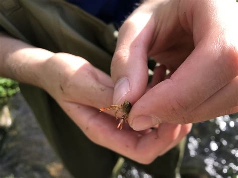 White-Clawed Crayfish Survey and Species Information