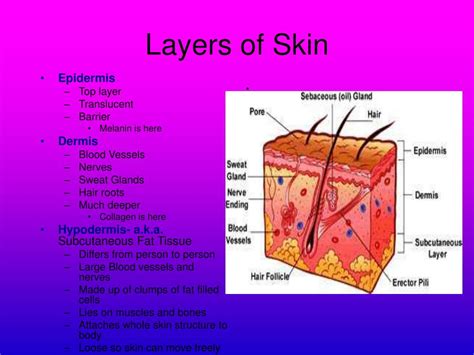 PPT - Is Your Epidermis Showing? The Integumentary System and Its Functions PowerPoint ...