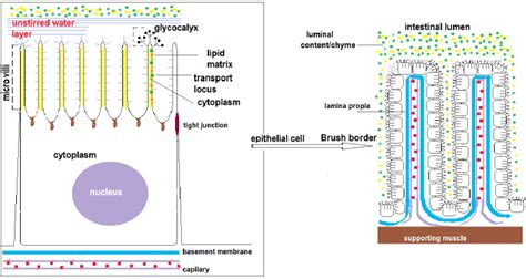 Absorption tissue: epithelial cell (left) and intestinal brush border... | Download Scientific ...